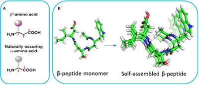 Transition of Nano-Architectures Through Self-Assembly of Lipidated β3-Tripeptide Foldamers